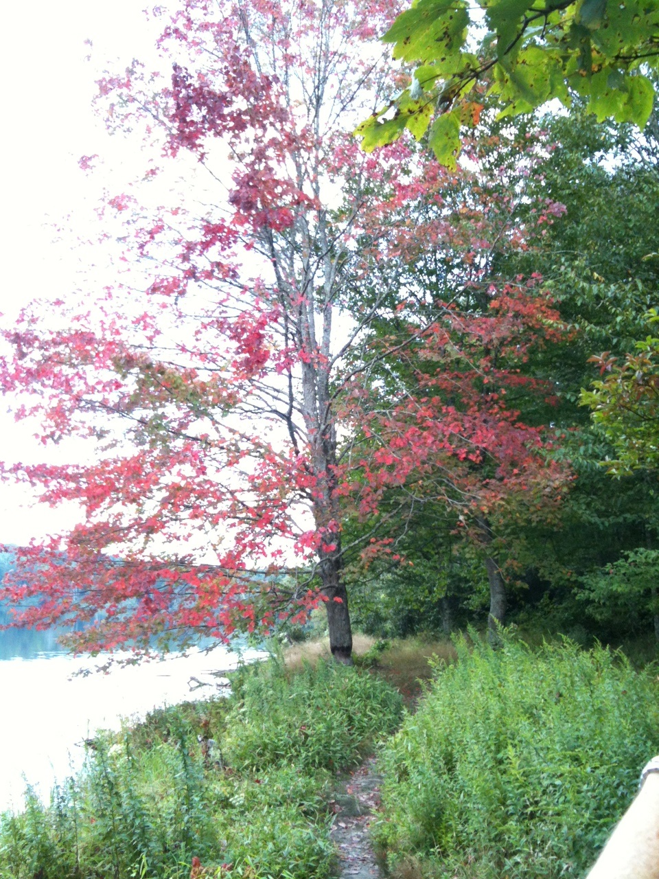 Red NC tree 1.jpg